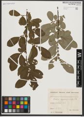 Foto von Salix appendiculata Vill.